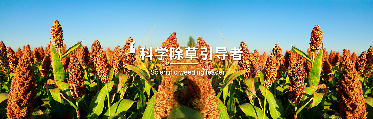 經(jīng)作類(lèi)除草劑哪家好、小麥田除草劑選哪家